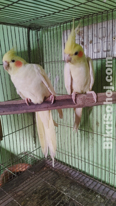 running Cockatiel pair